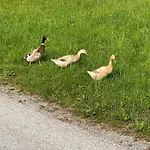 Troadkastn Familie Fritz *