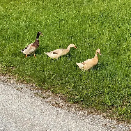 Troadkastn Familie Fritz *